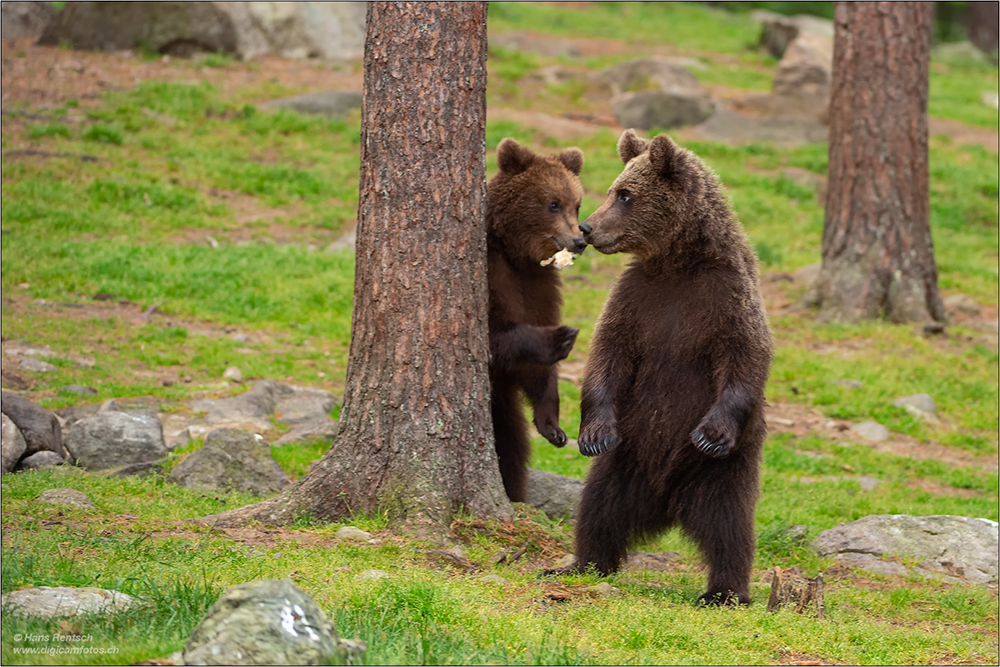 Braunbär