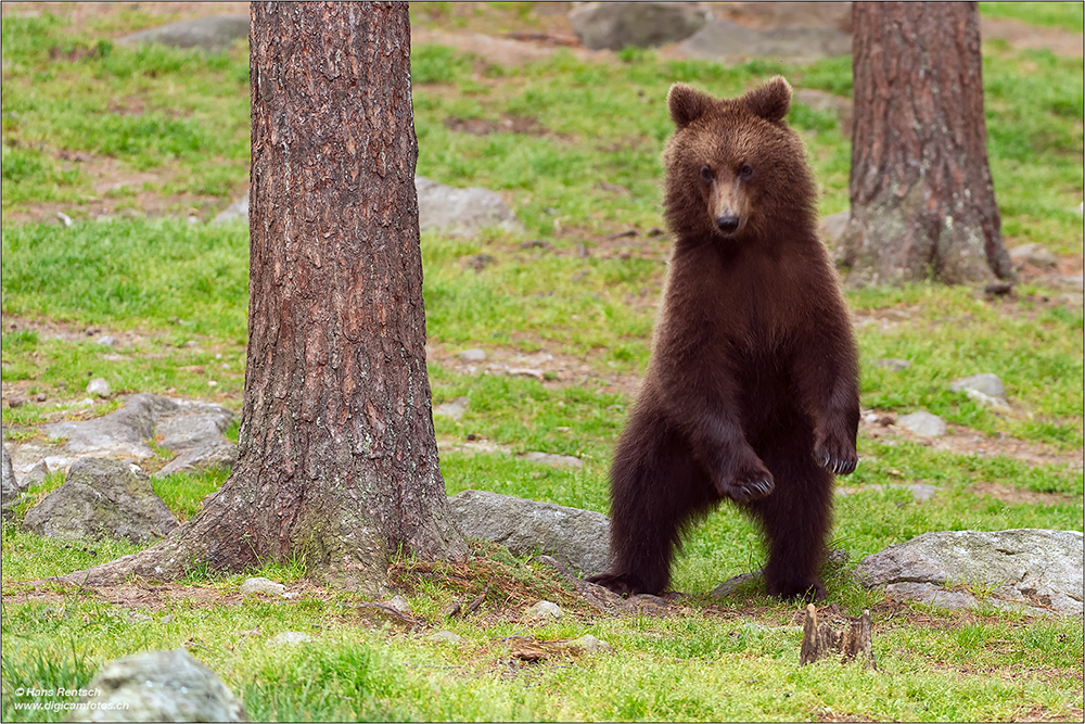 Braunbär