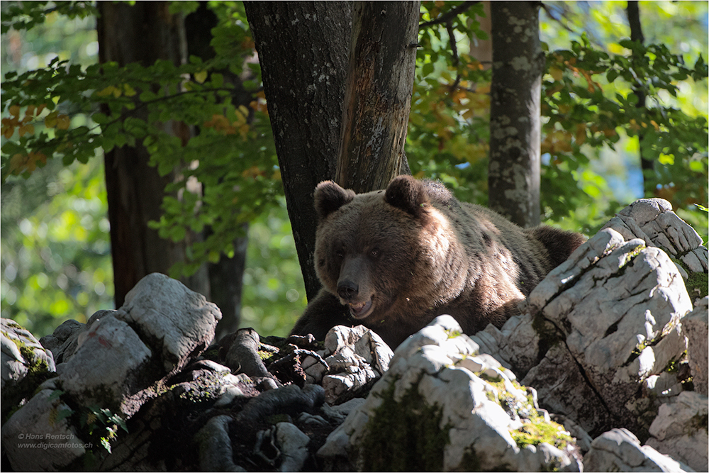 Braunbär