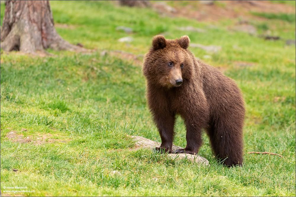 Braunbär