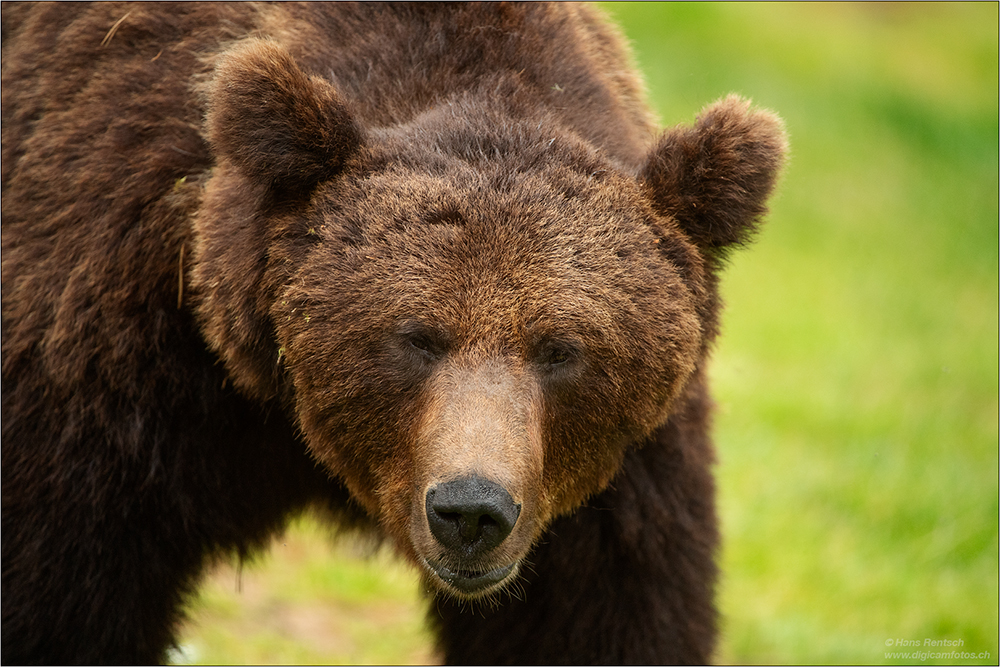 Braunbär