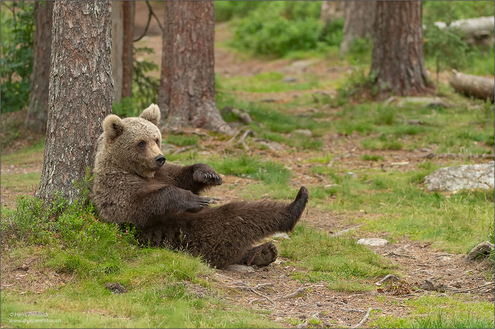 Braunbär