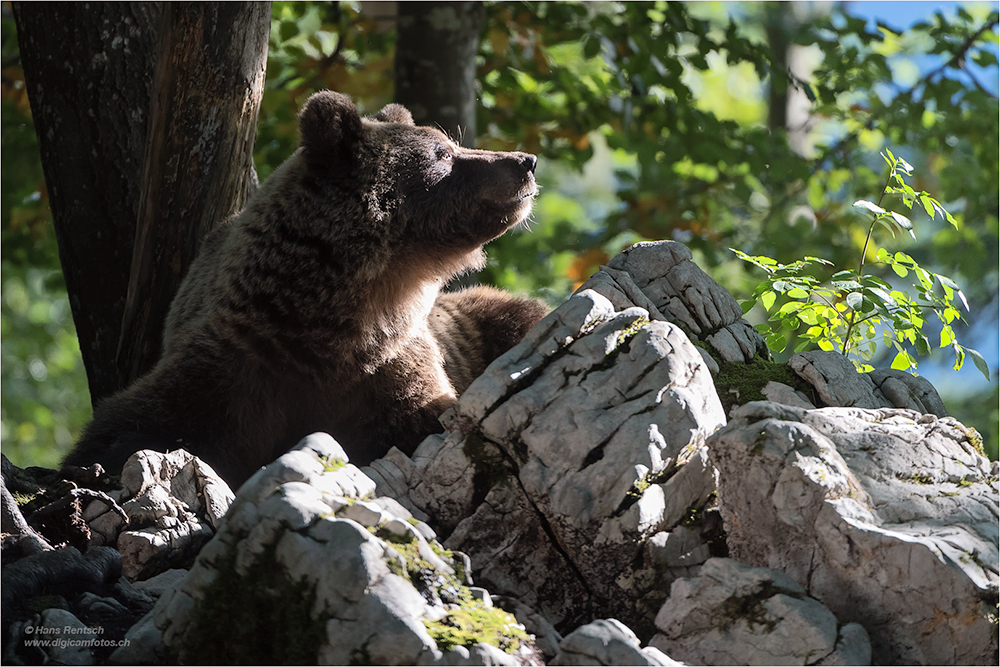 Braunbär