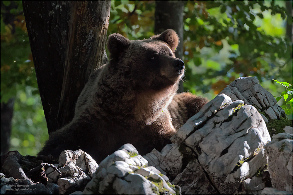 Braunbär