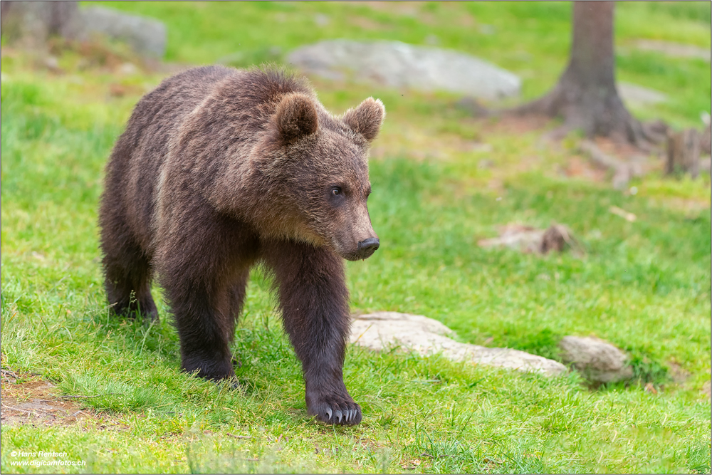 Braunbär