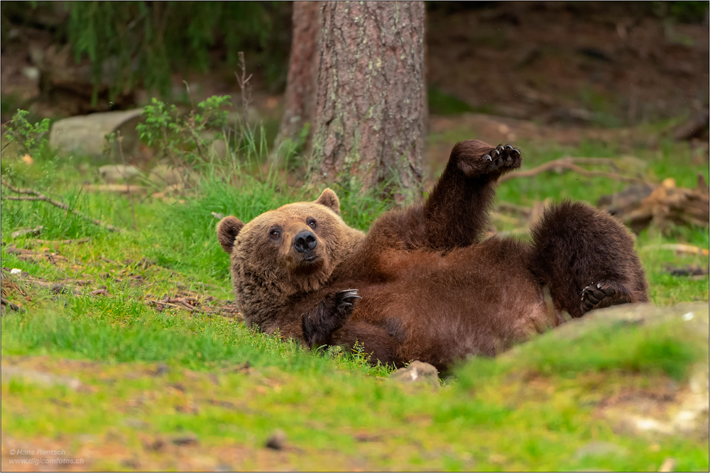 Braunbär