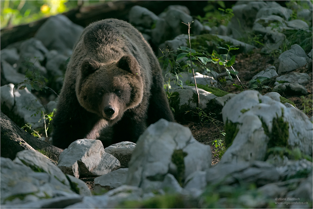 Braunbär