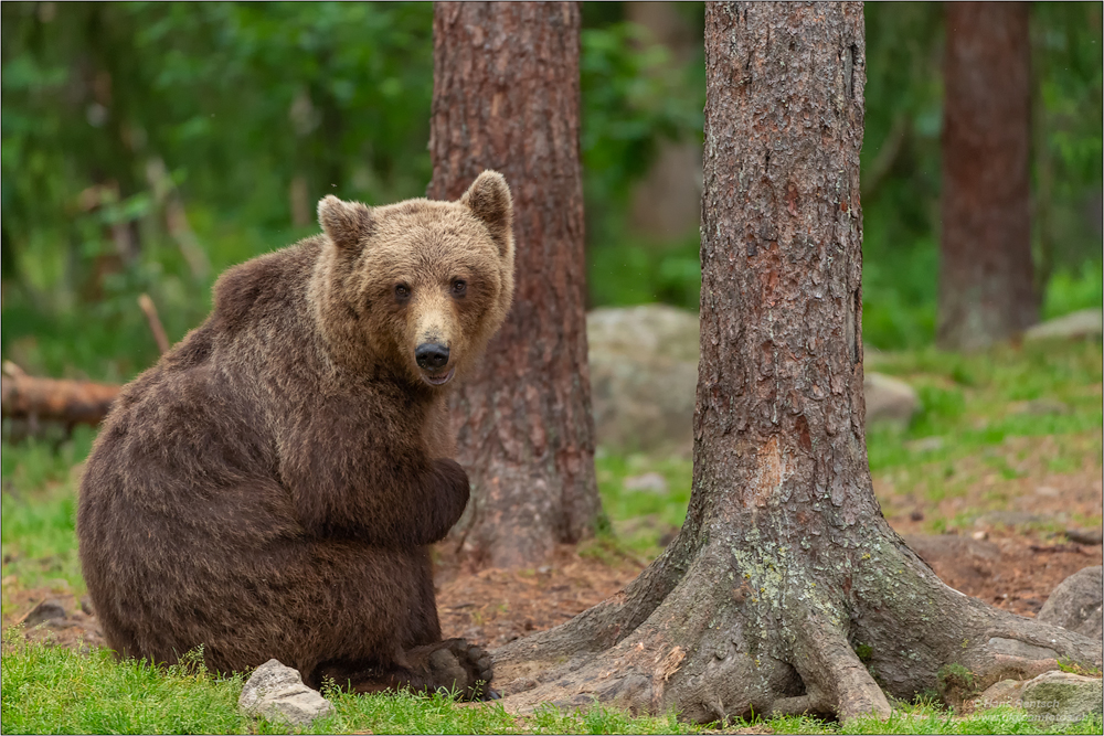 Braunbär