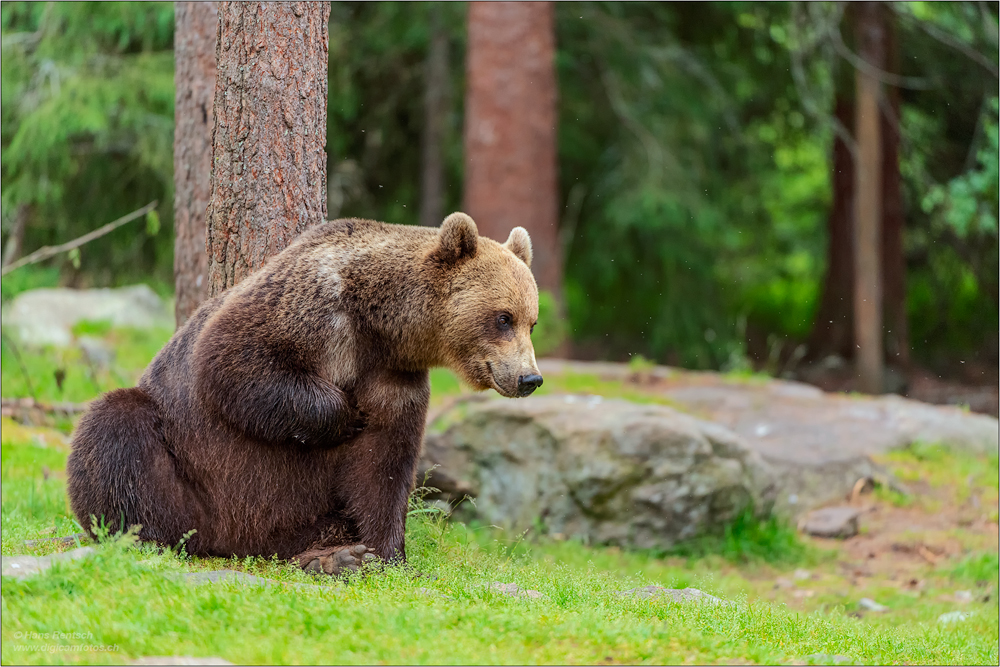 Braunbär