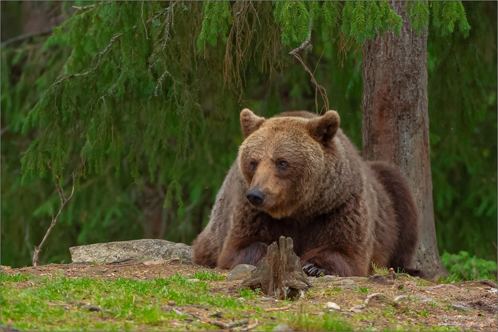 Braunbär