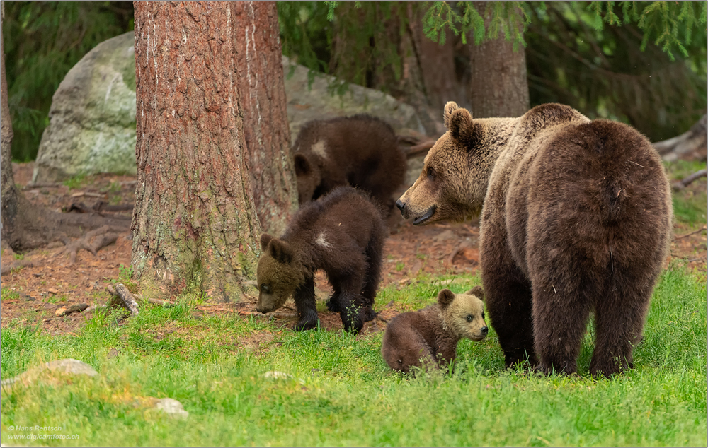 Braunbär