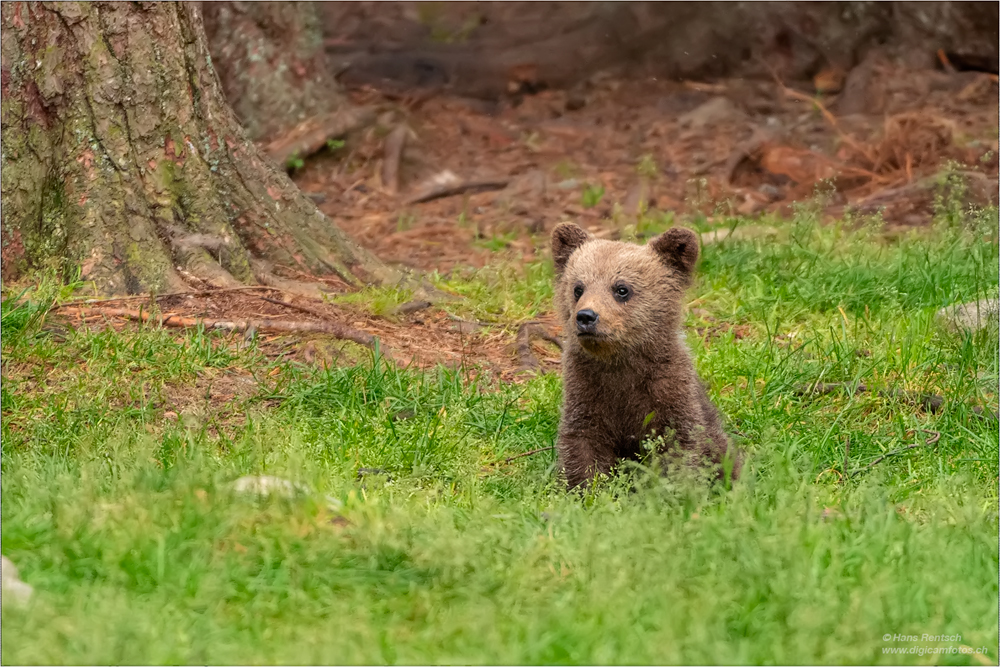 Braunbär