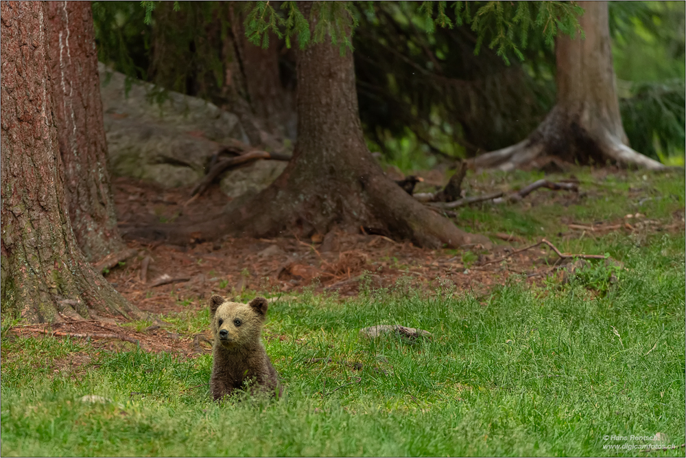 Braunbär