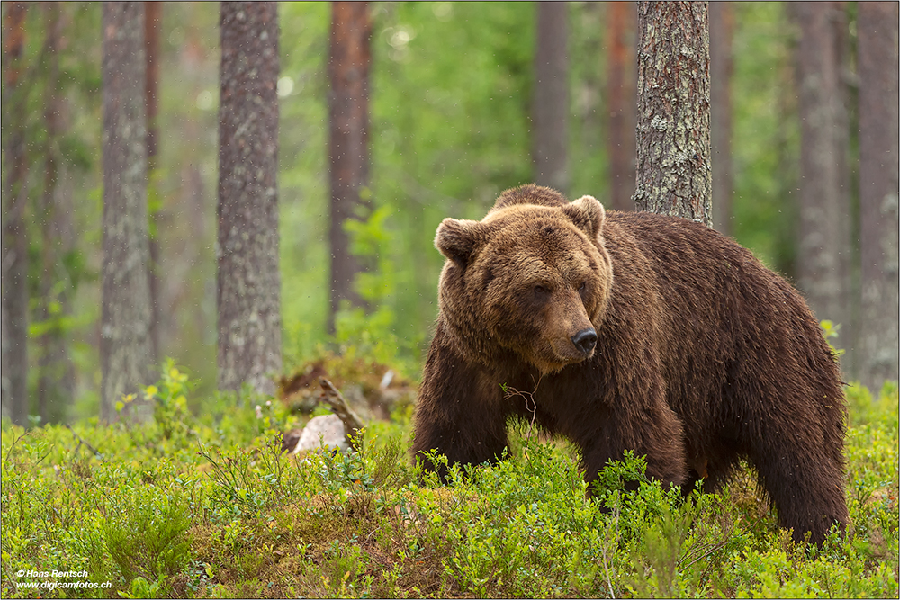 Braunbär