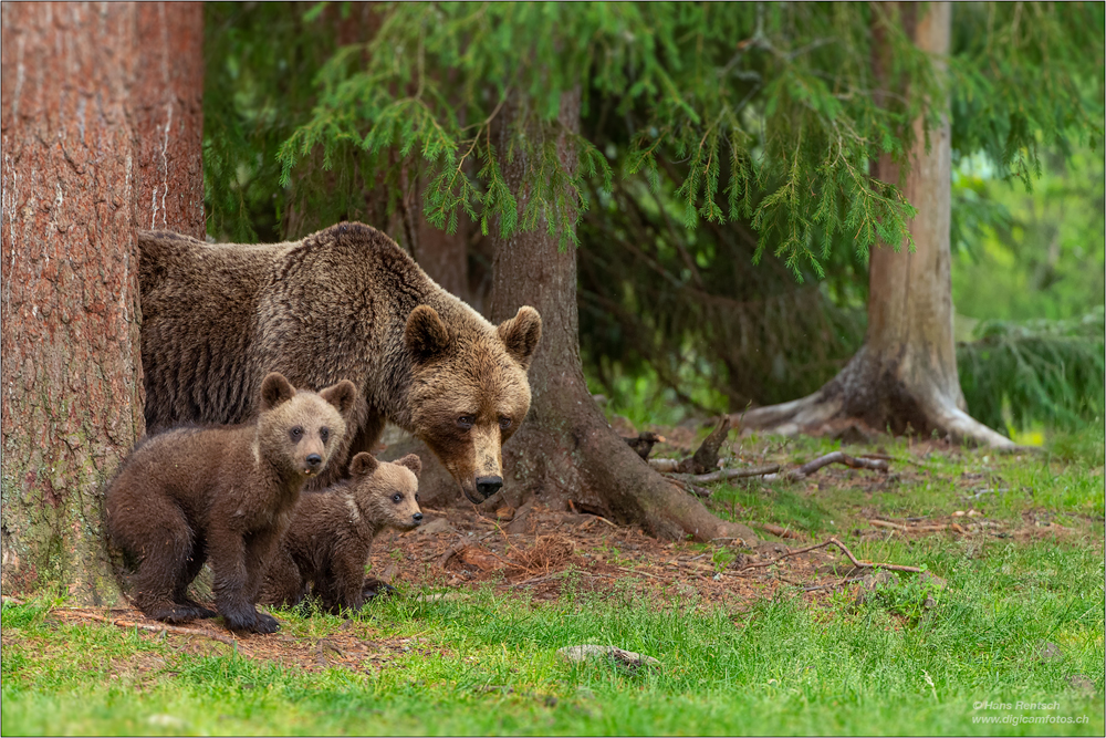 Braunbär