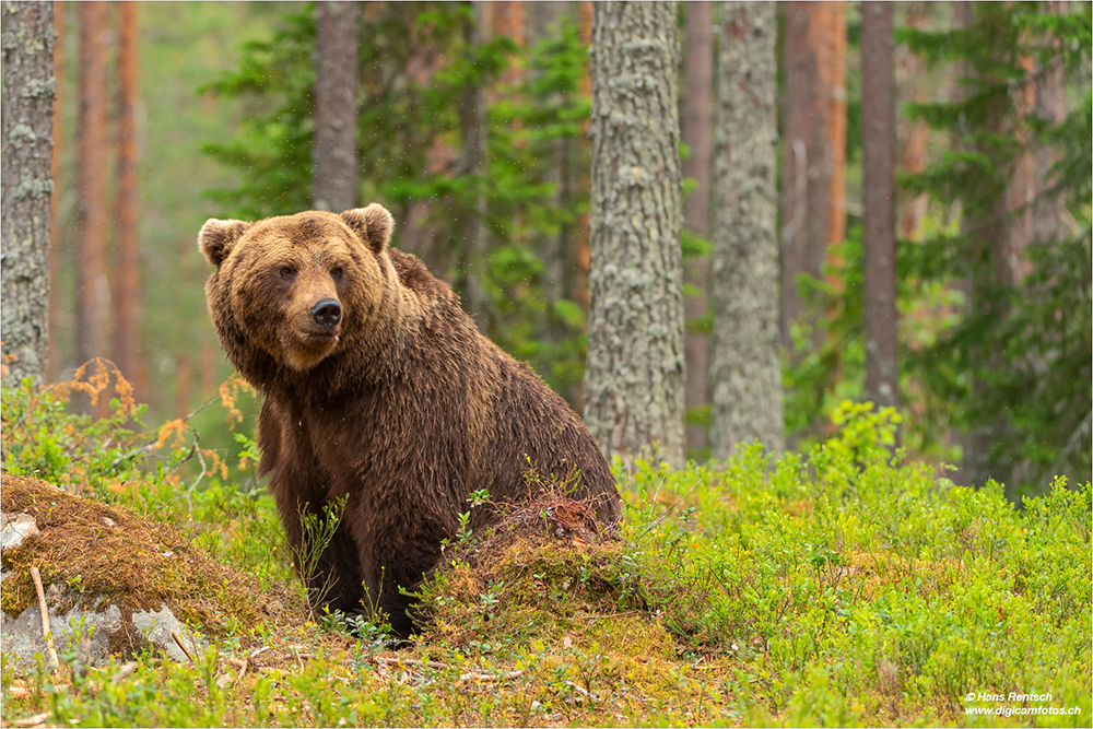 Braunbär