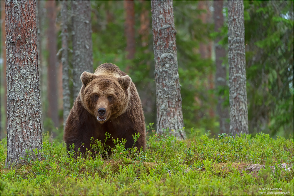 Braunbär