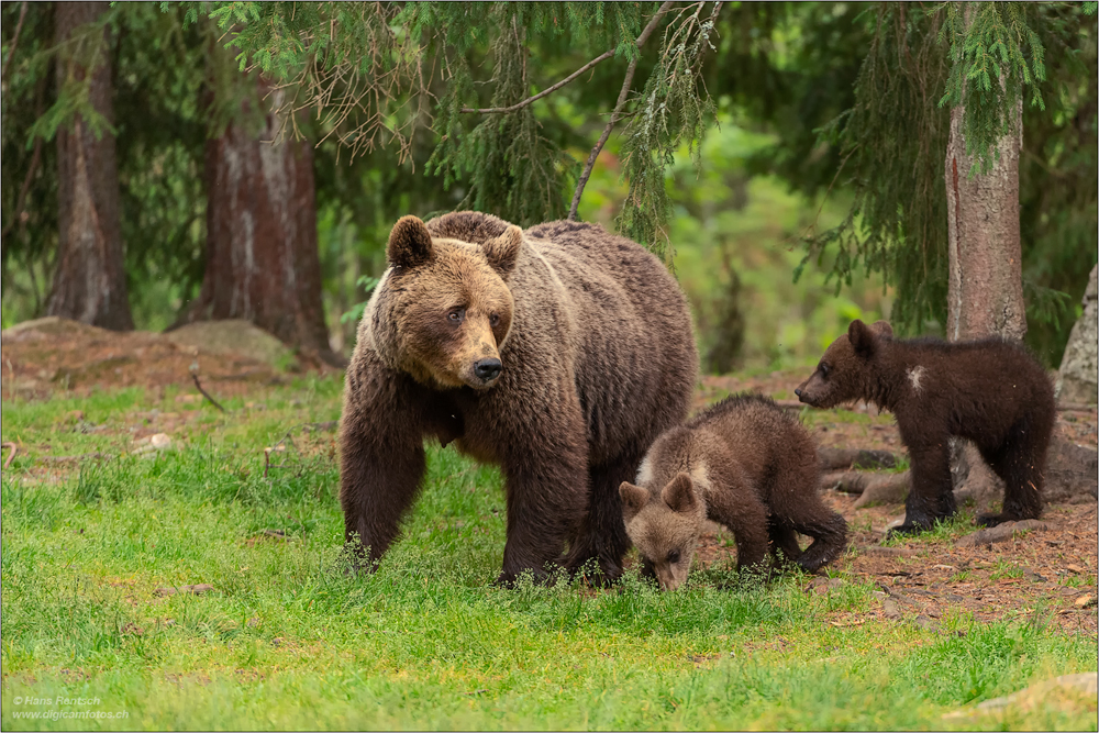 Braunbär