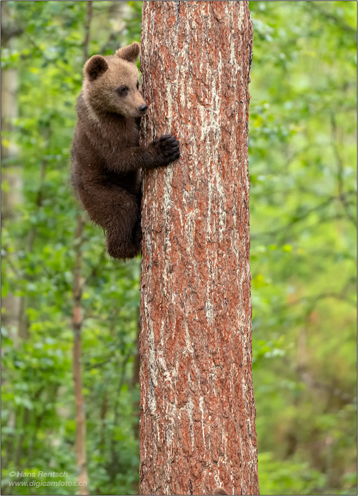 Braunbär