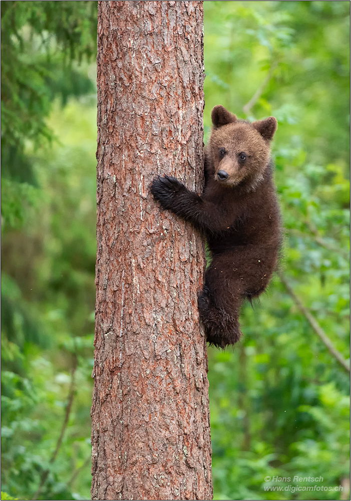 Braunbär