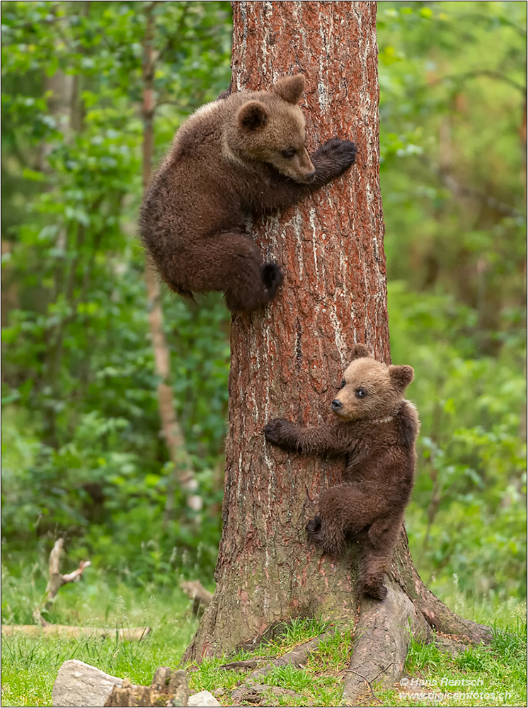 Braunbär