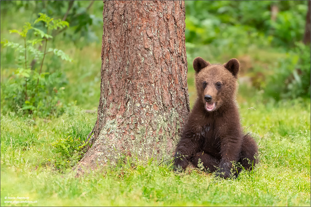 Braunbär