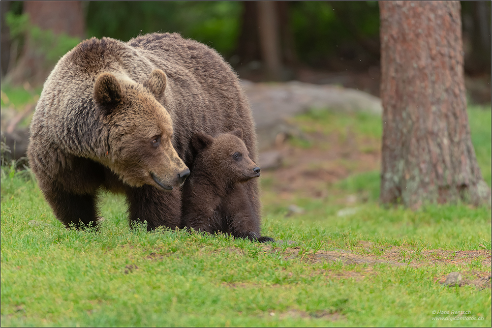 Braunbär