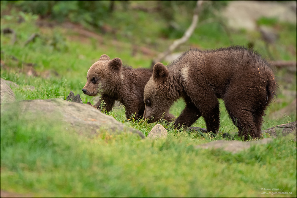 Braunbär