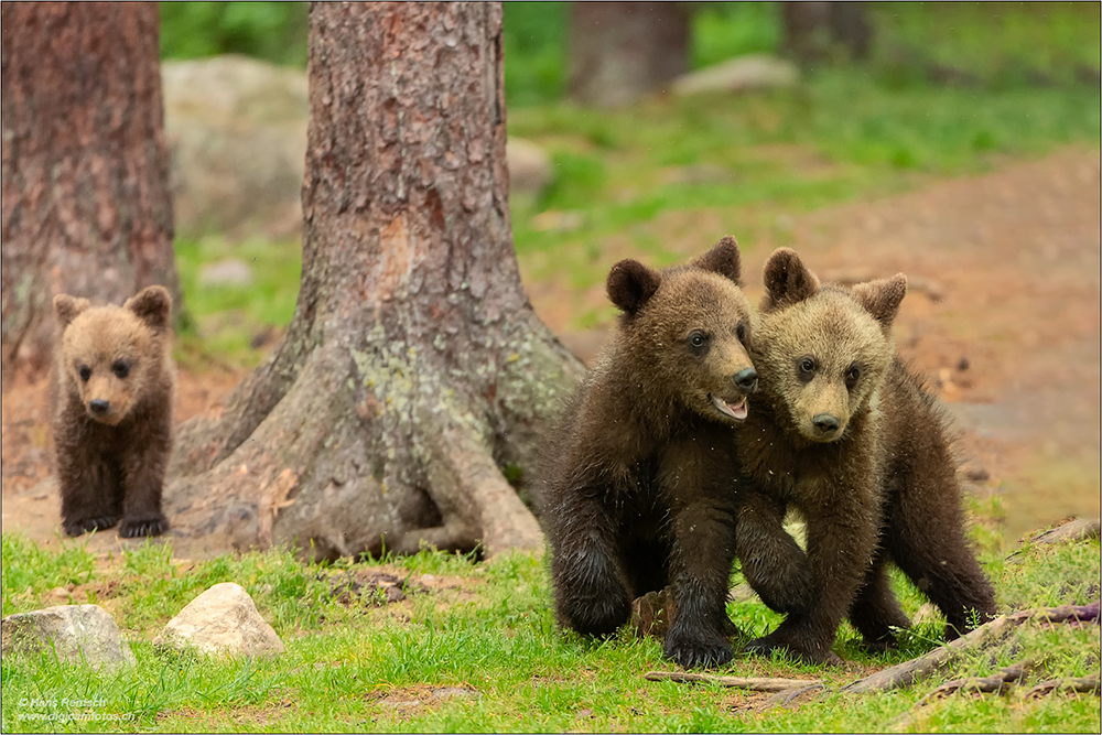 Braunbär