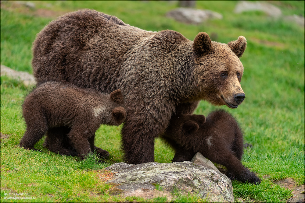 Braunbär