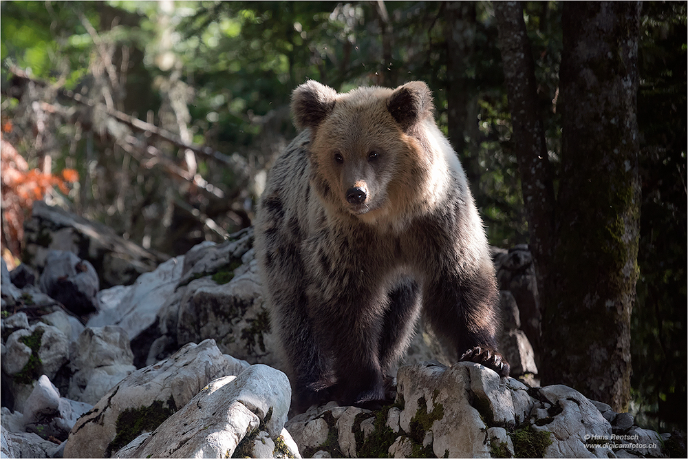 Braunbär