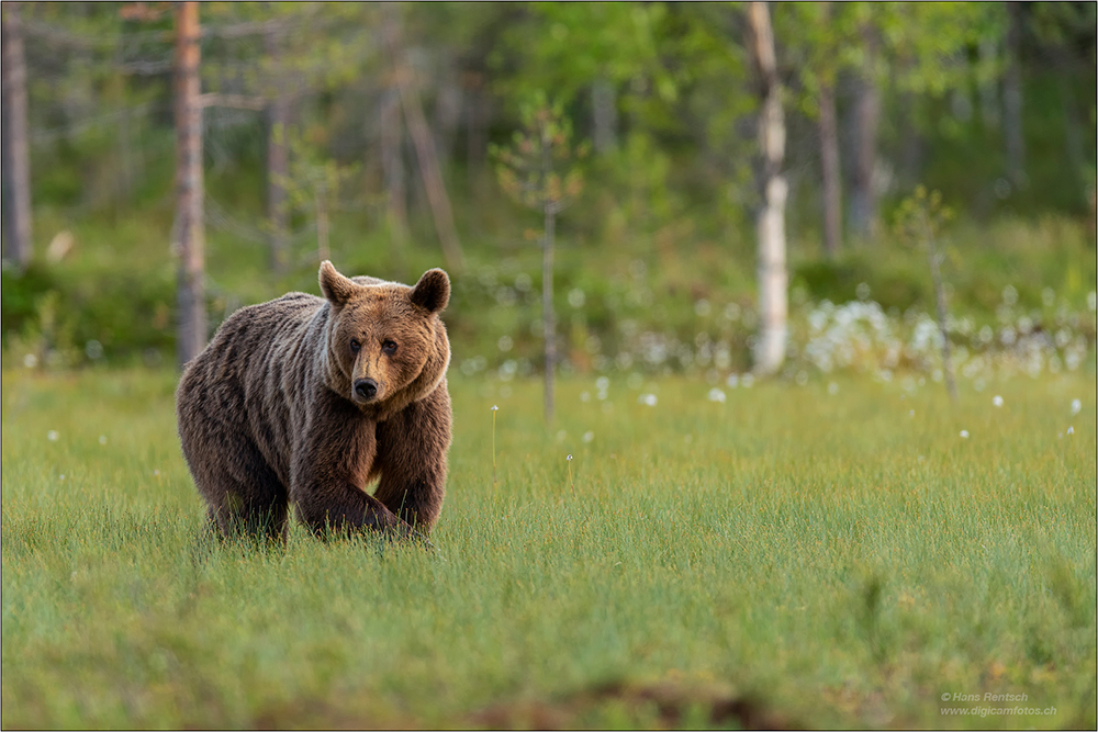 Braunbär