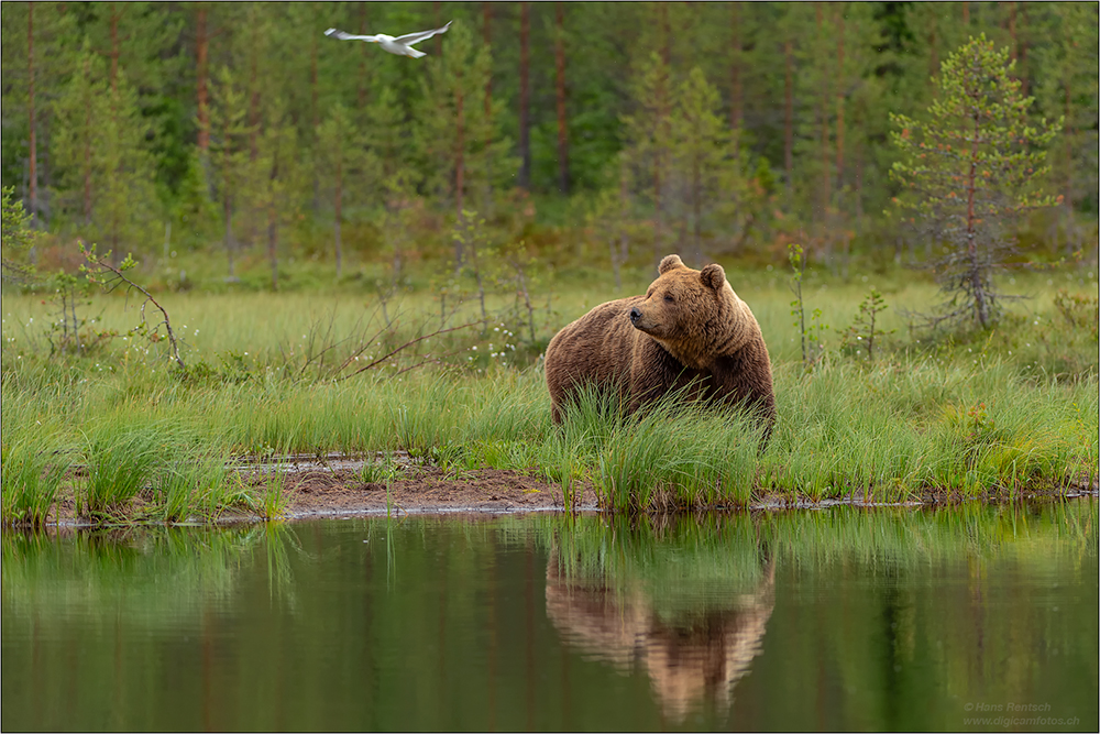 Braunbär