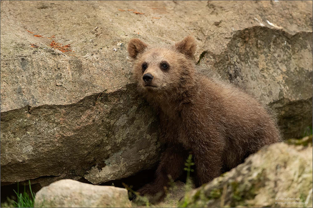 Braunbär