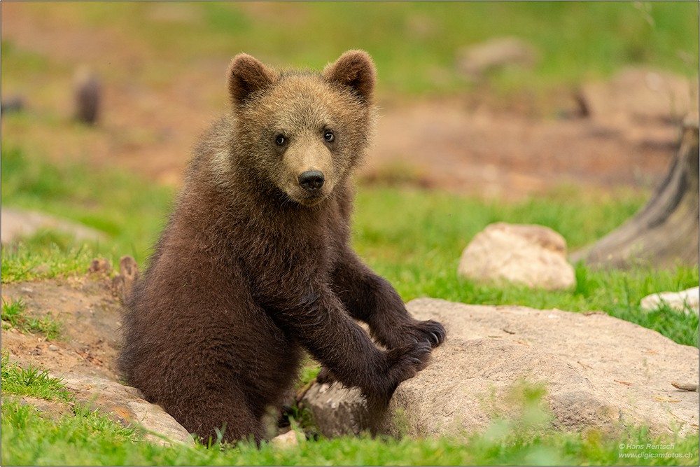 Braunbär