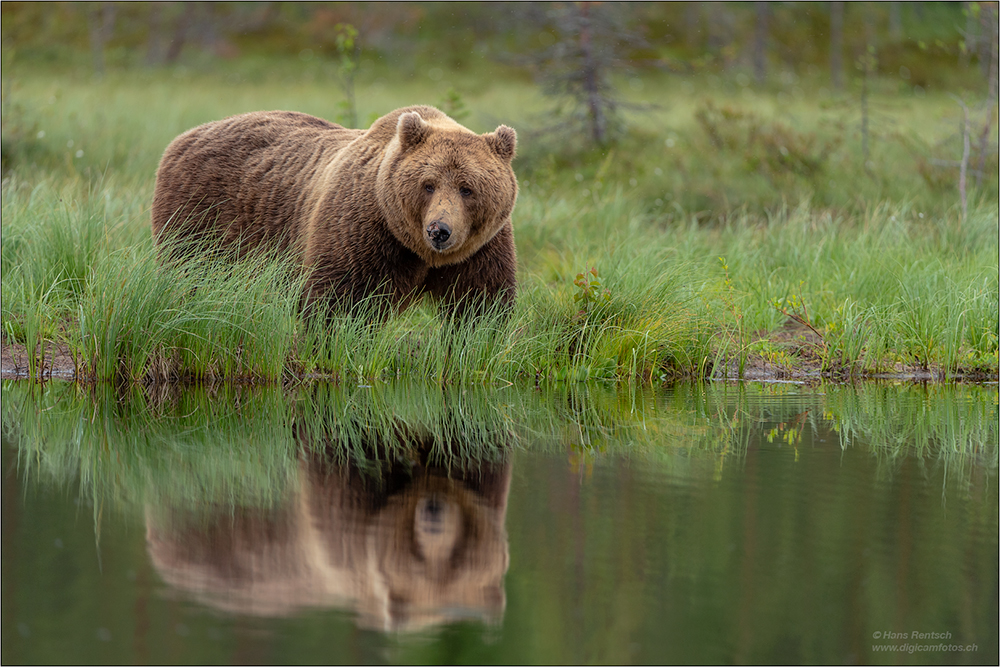 Braunbär