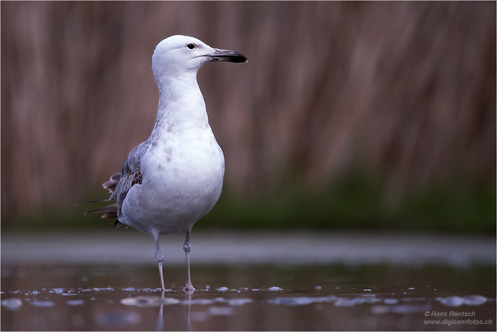 Möwe