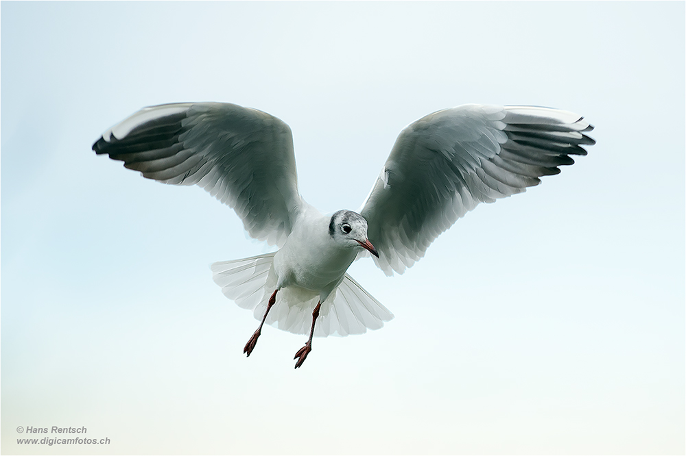 Lachmöwe Flugstudien