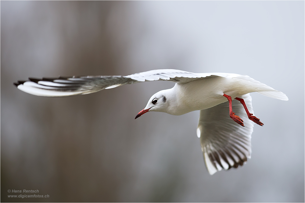 Lachmöwe Flugstudien