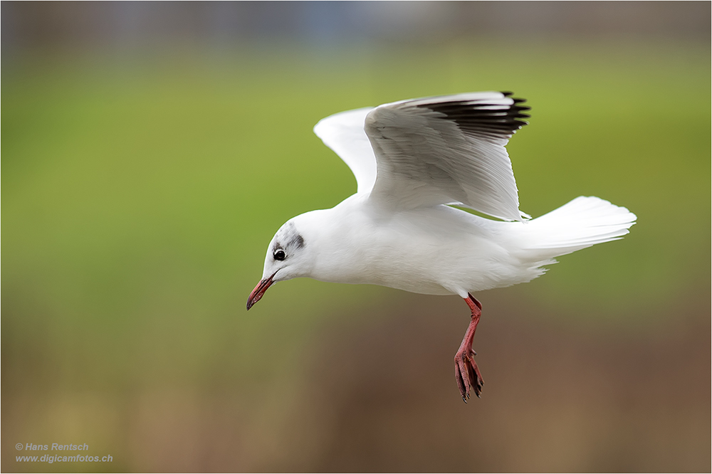 Lachmöwe Flugstudien