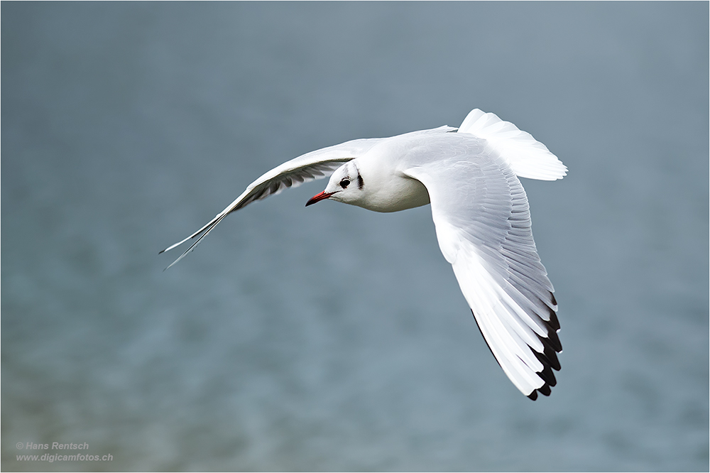 Lachmöwe Flugstudien