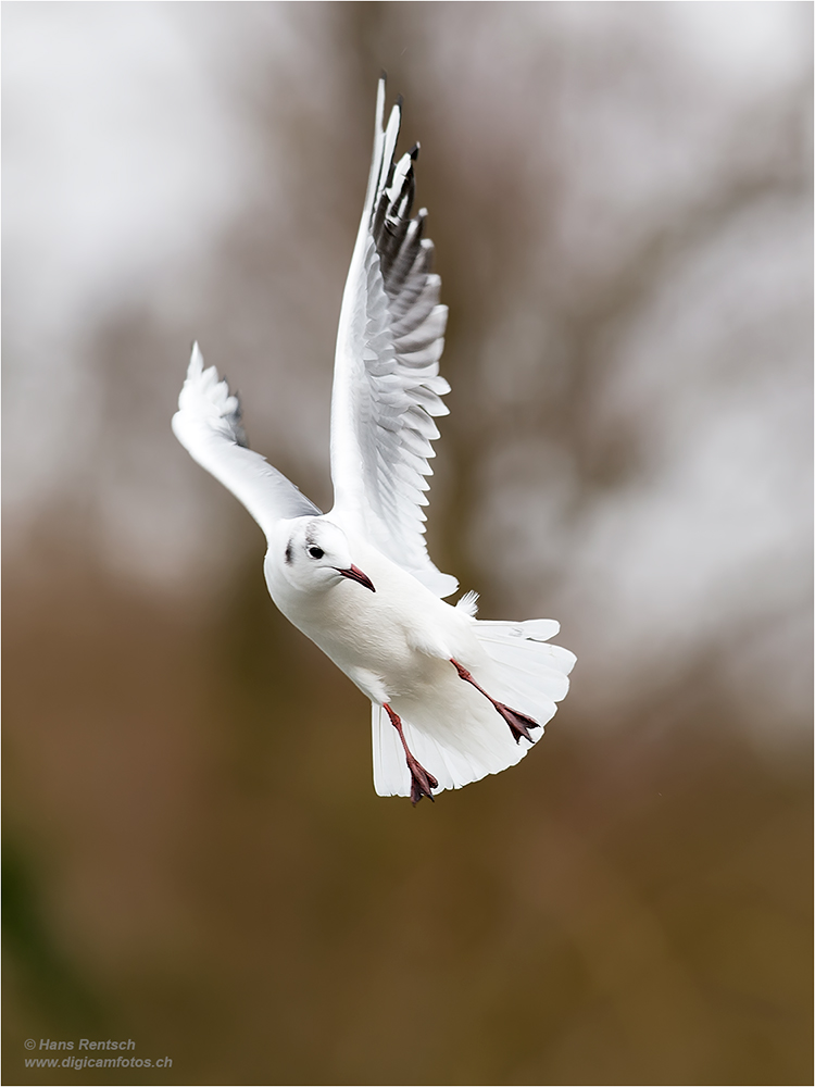 Lachmöwe Flugstudien