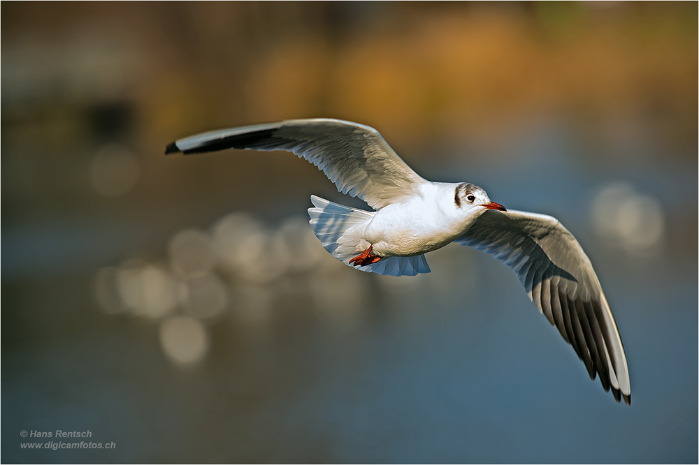 Lachmöwe Flugstudien