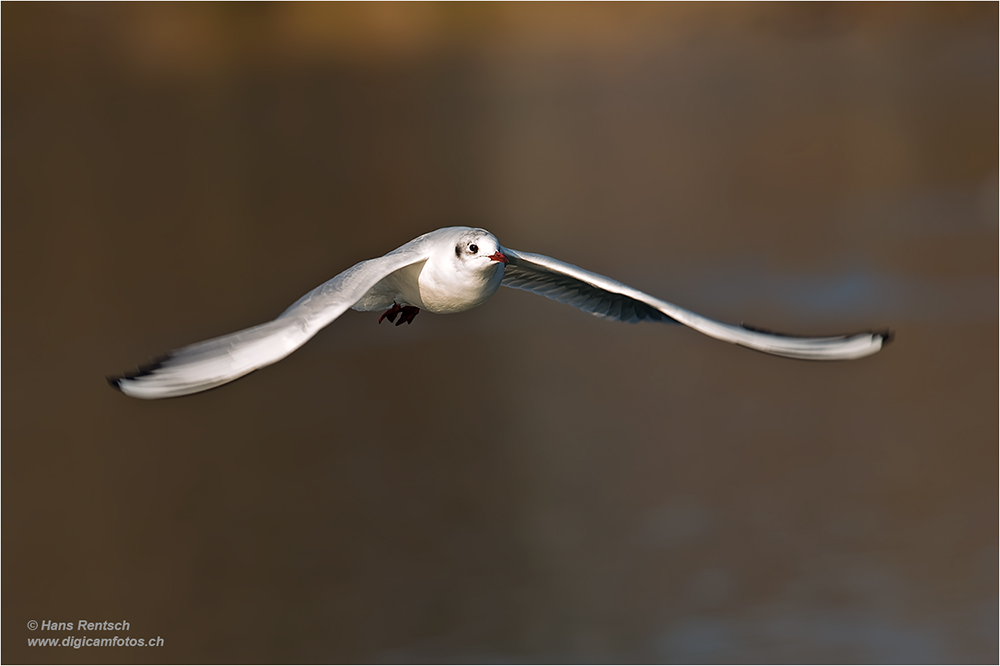 Lachmöwe Flugstudien