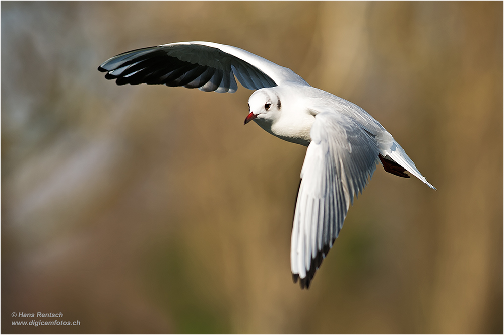 Lachmöwe Flugstudien