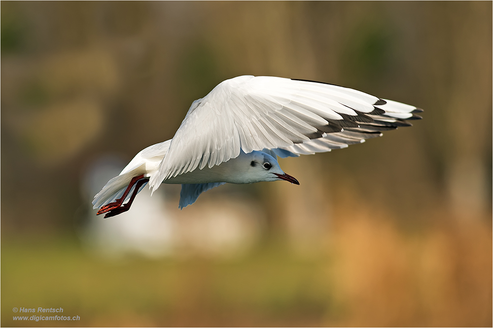 Lachmöwe Flugstudien