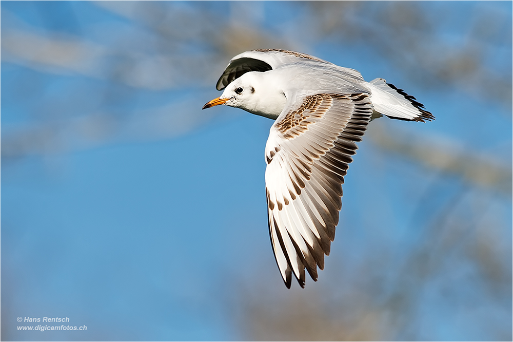 Lachmöwe Flugstudien