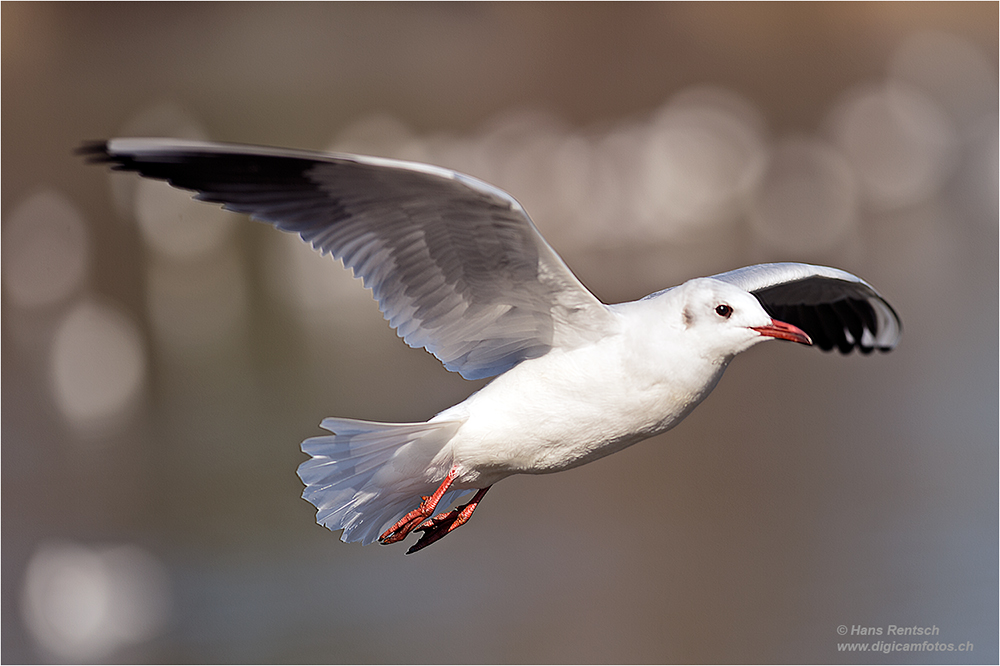 Lachmöwe Flugstudien