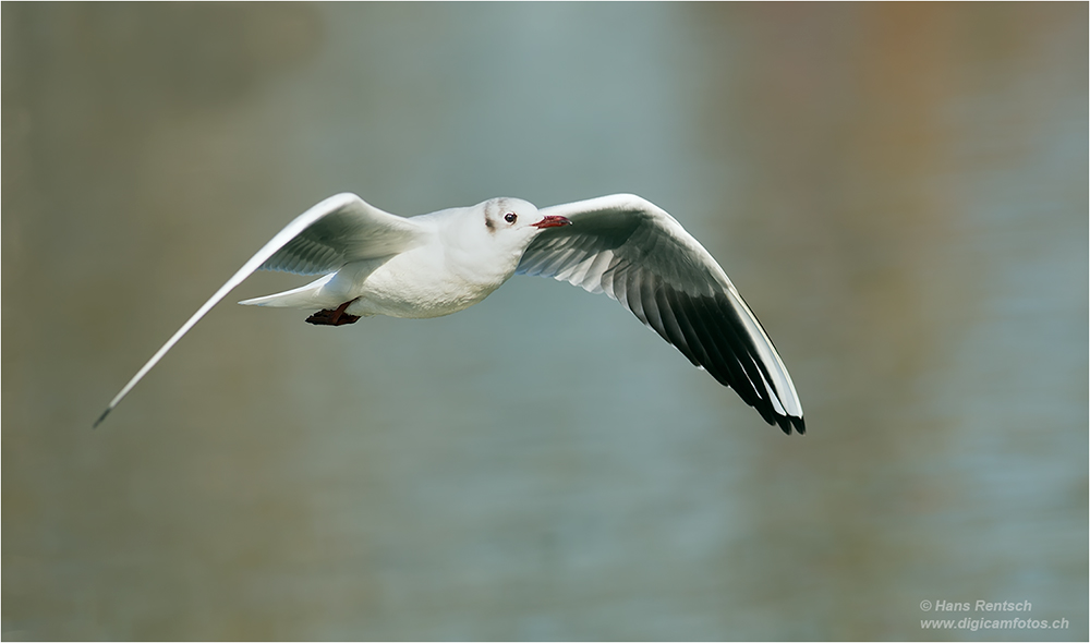 Lachmöwe Flugstudien