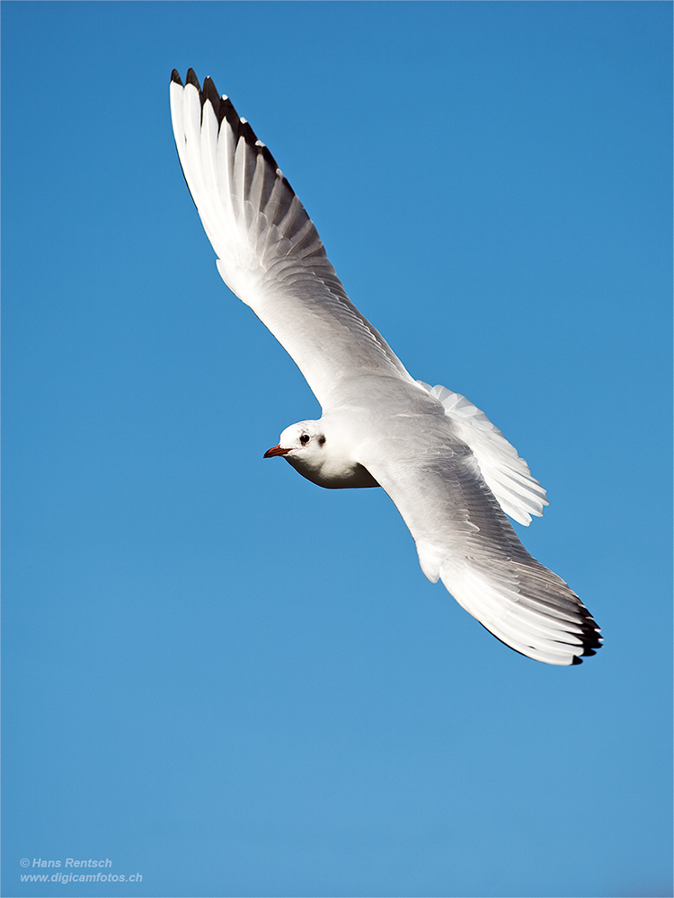 Lachmöwe Flugstudien